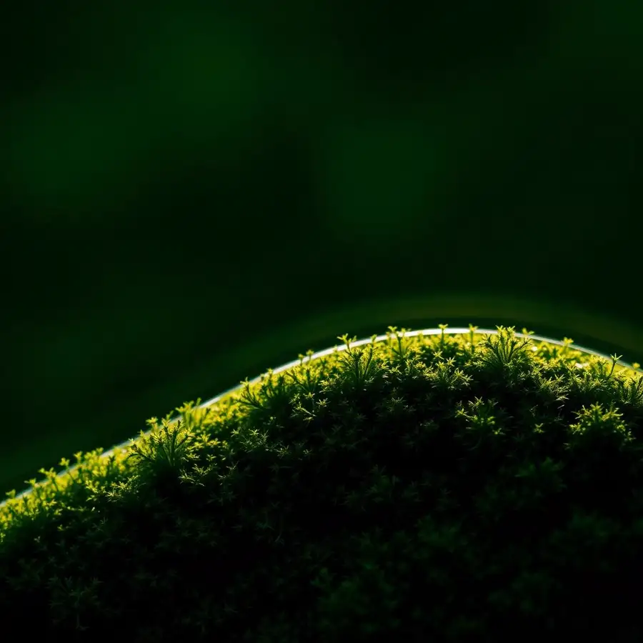 Moss curve lit from behind, standing in for a decay curve